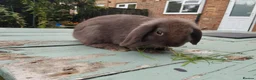 Mixed Breed rabbits for sale: Mixed breed £70 each - Advert 4