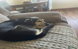 Mixed Breed dogs for adoption: Meet Rex, currently residing in South Wales - Image 4