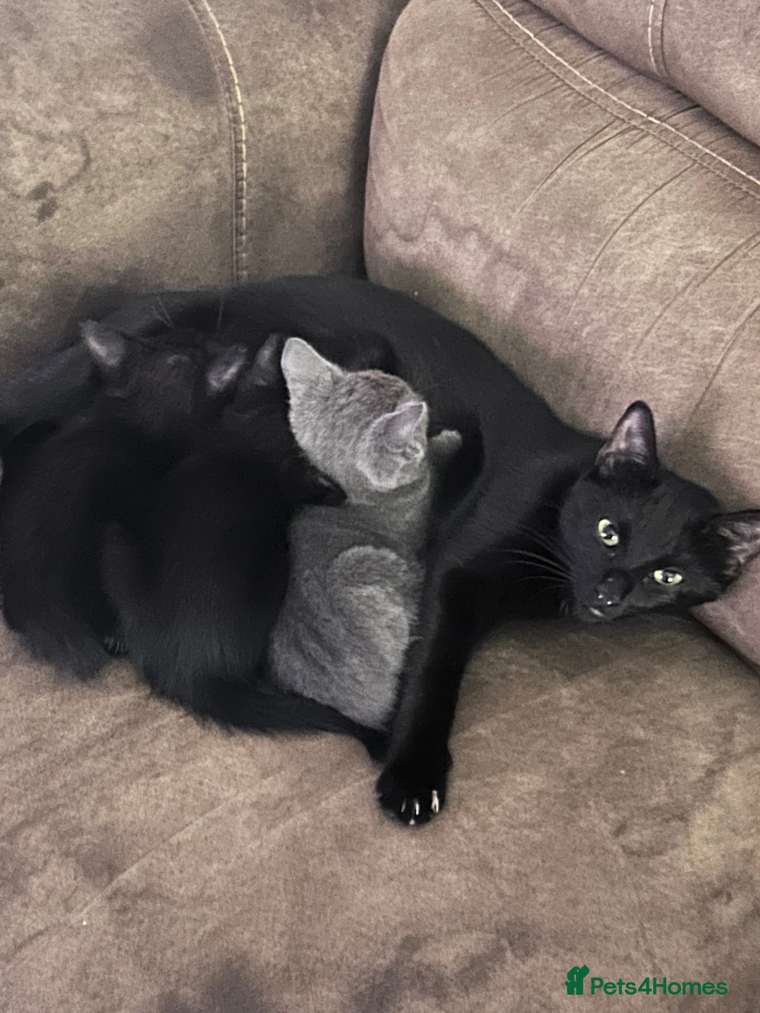 British Shorthair cats for sale: Mother of 2 Kittens Available to buy - Advert 1