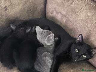 British Shorthair cats Mother of 2 Kittens Available to buy - Advert 1