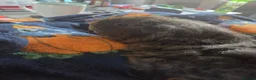 Guinea Pig rodents for sale: Toffee - 1 year old in Huddersfield - Advert 6