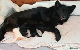 German Shepherd dogs for sale: Ready Now Beautiful Big Long Coated GSD Puppies - Image 19