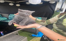 Russian Blue cats for sale: Russian blue kittens  - Image 4
