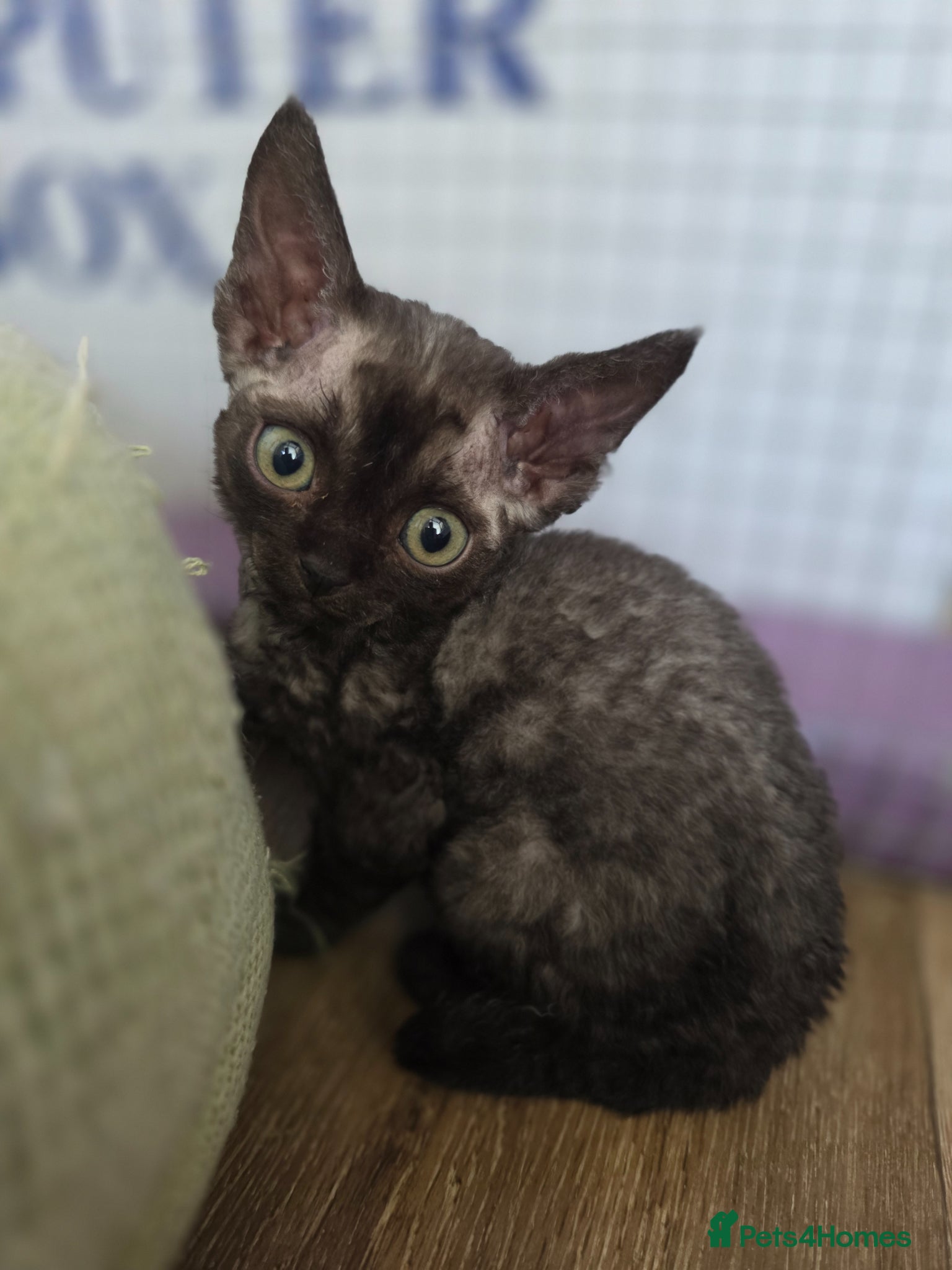 Devon Rex cats Pedigree TICA Devon Rex Kittens - Advert 7