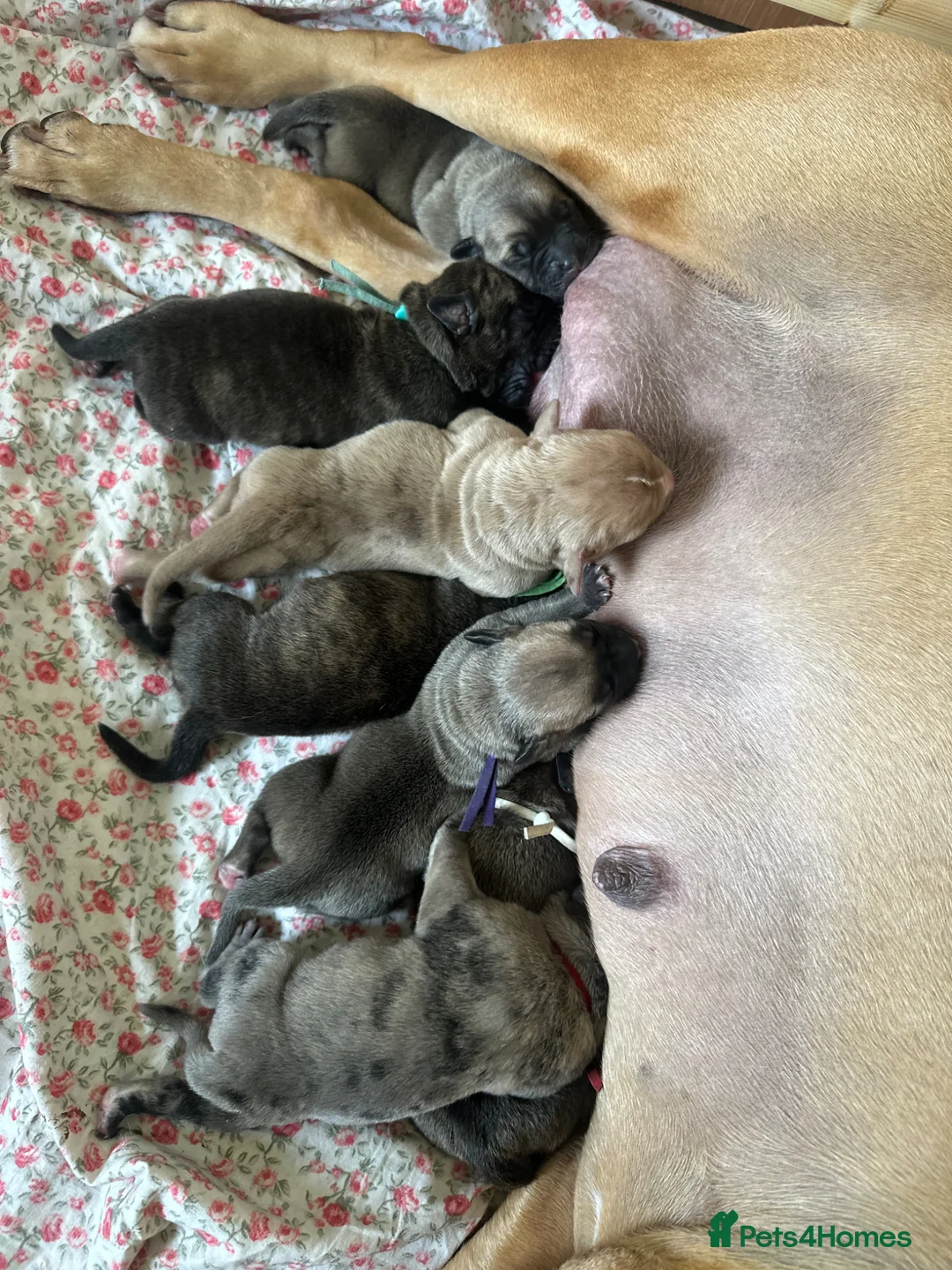 Mixed Breed dogs for sale: Cane corse bandogge mastiff chunky puppies  - Advert 2
