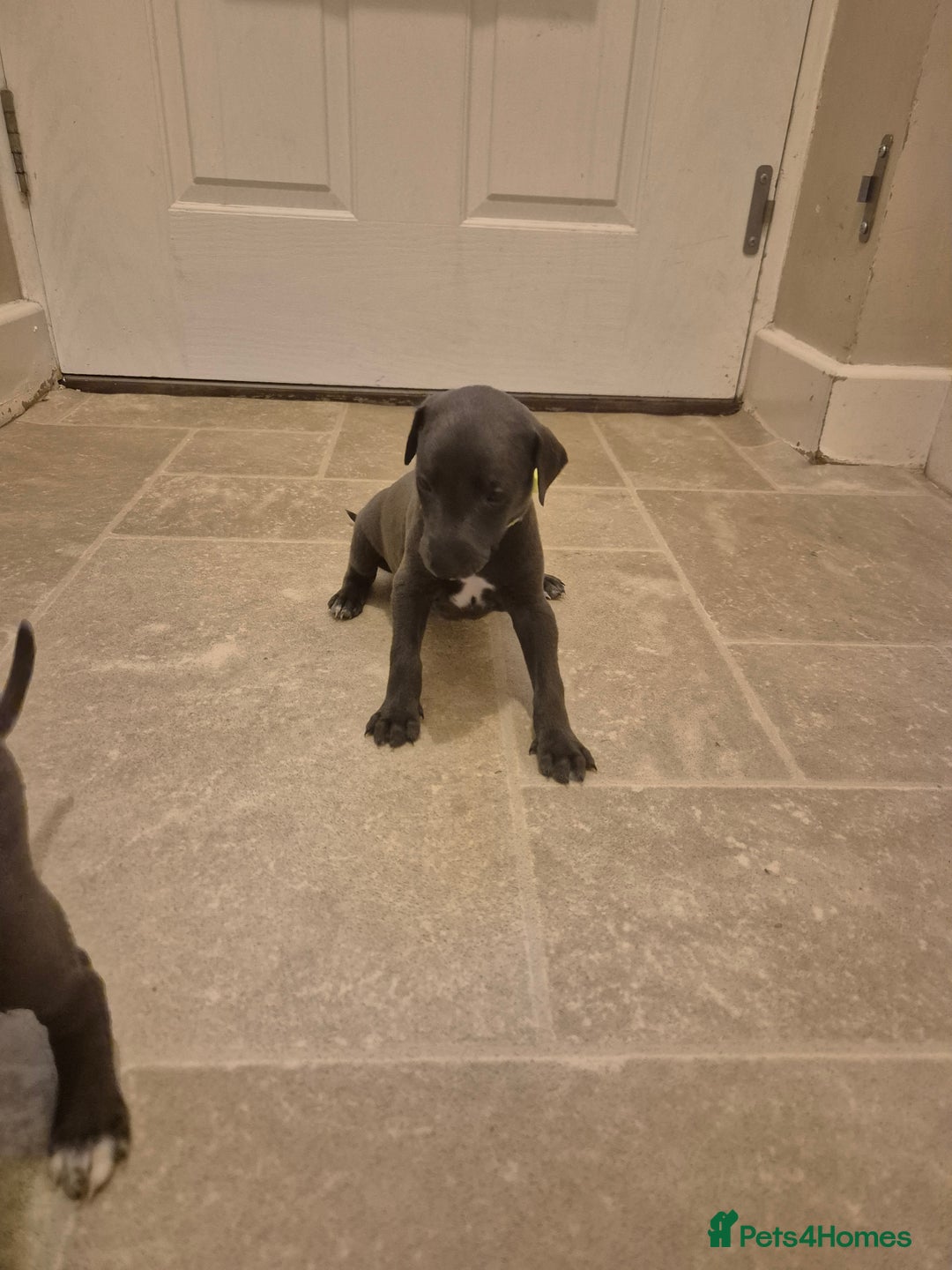 Whippet dogs for sale: Blue Whippet Boys - Advert 4