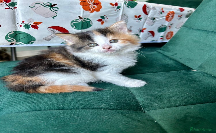 British Longhair cats - Advert 5