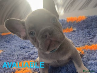 French Bulldog dogs French bulldog puppies - Advert 14