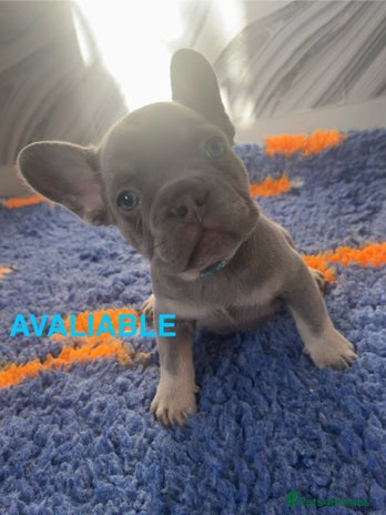 French Bulldog dogs French bulldog puppies - Advert 1