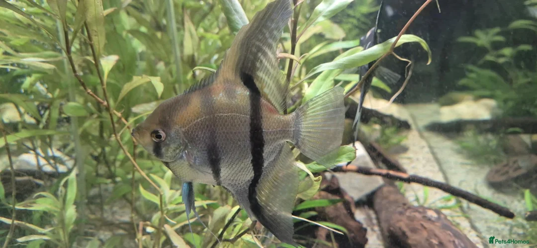 Angelfish fish for sale: Angelfish and gourami in Romsey - Advert 1