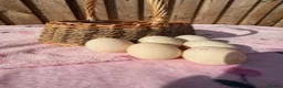 Ducks poultry for sale: Welsh Harlequin Duck Hatching Eggs in Wirral - Advert 2