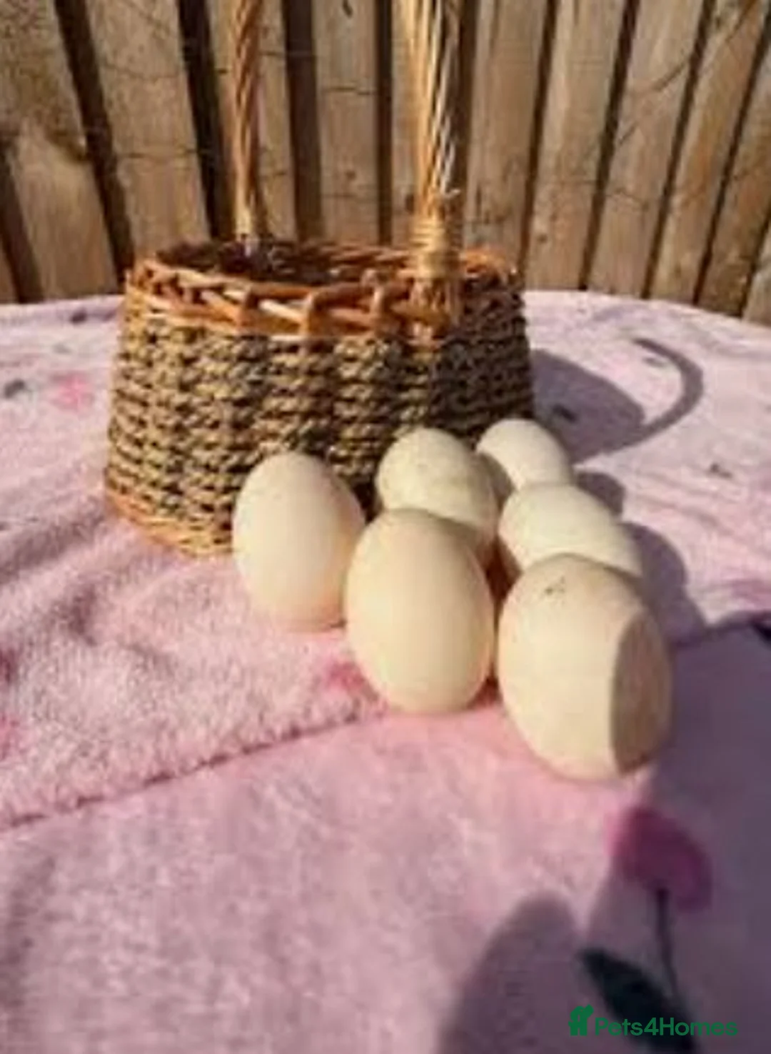 Ducks poultry for sale: Welsh Harlequin Duck Hatching Eggs in Wirral - Advert 2