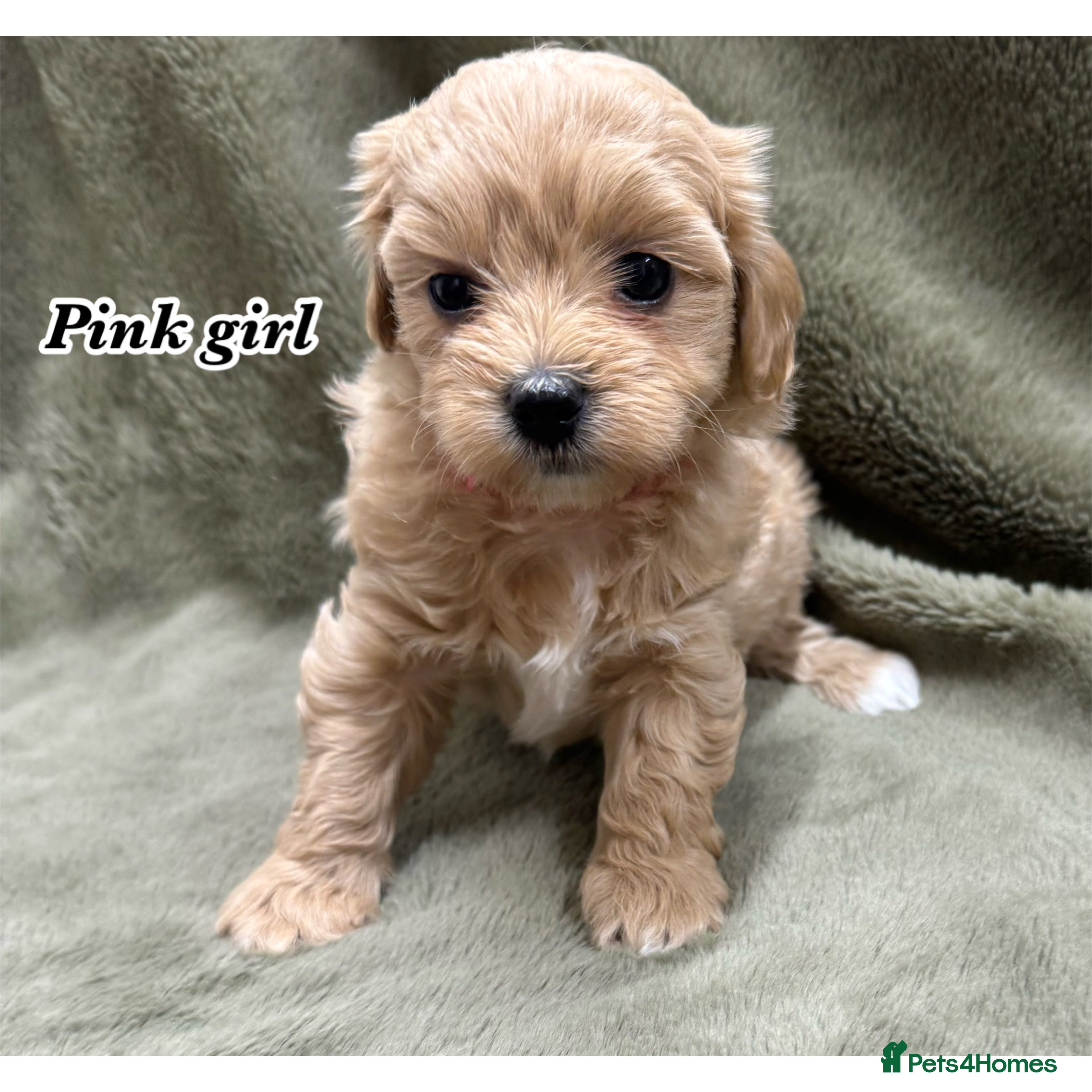 Maltipoo dogs Biscuit coloured maltipoo puppies - Advert 7