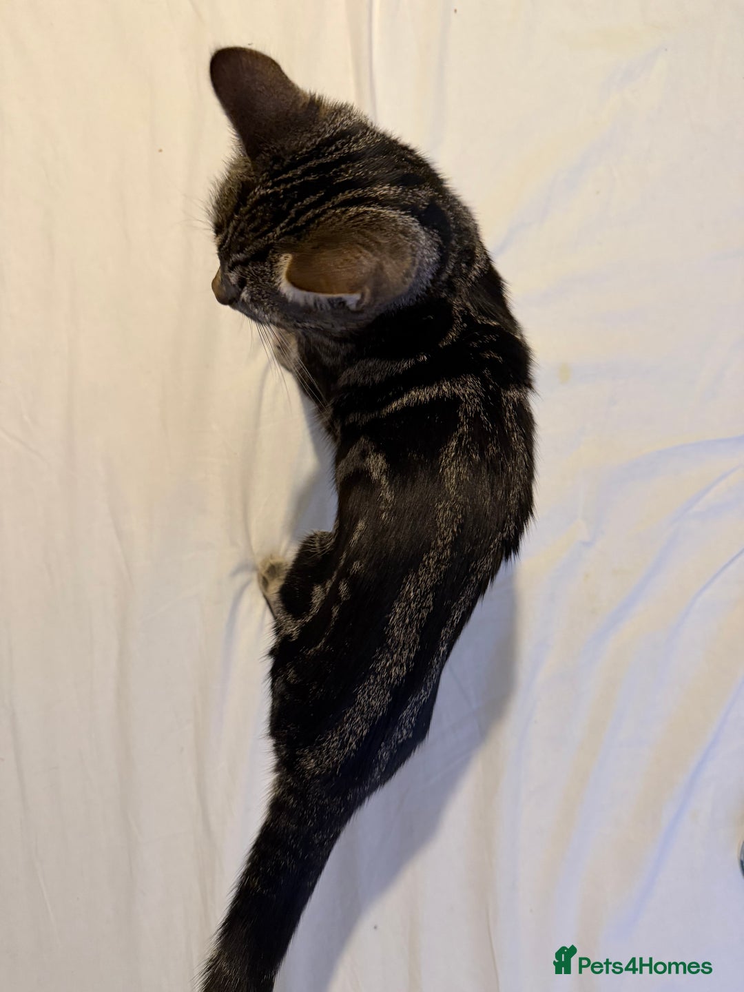 Mixed Breed cats for sale: Cute 7 Month Tabby needs new home - Advert 3