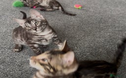 Bengal cats for sale: Well socialised bengal kittens - ready 21/12/25 - Advert 17