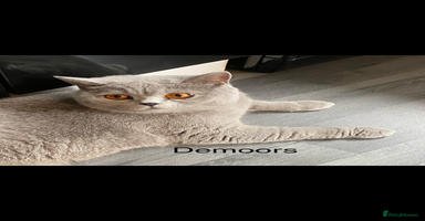 British Shorthair cats - Advert 11