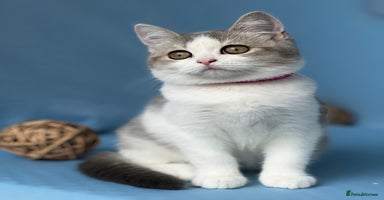 British Shorthair cats - Advert 11