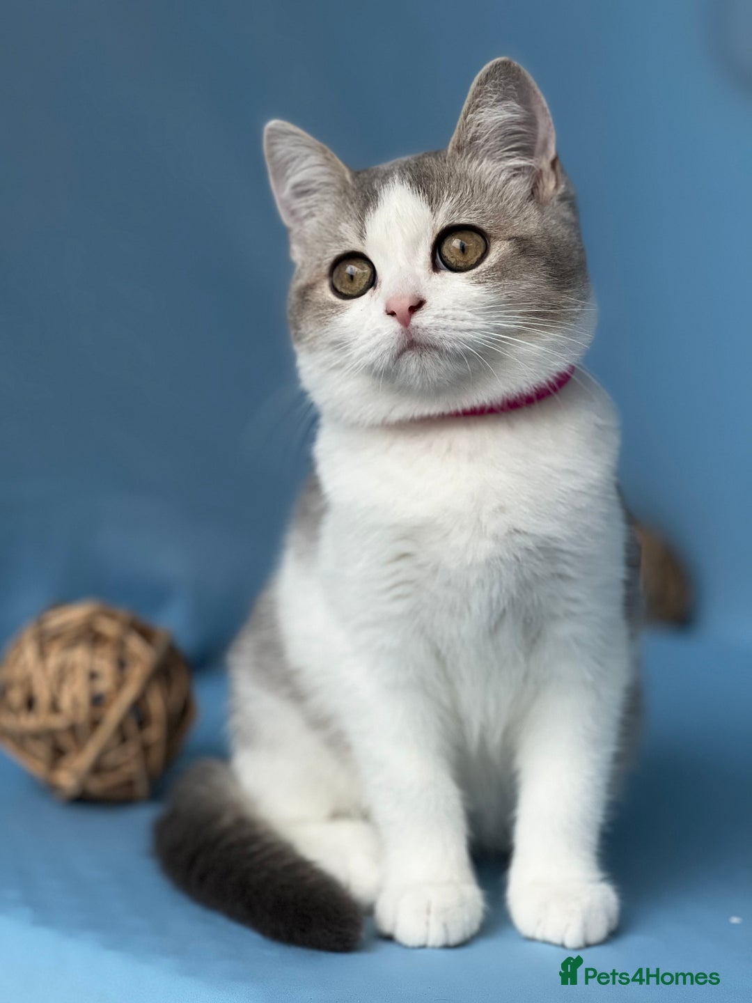 British Shorthair cats for sale: Stunning British sh/longhair kittens TICA - Image 5