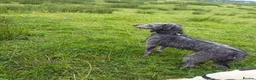 Mixed Breed dogs for stud: Bedlington x whippet - Advert 7