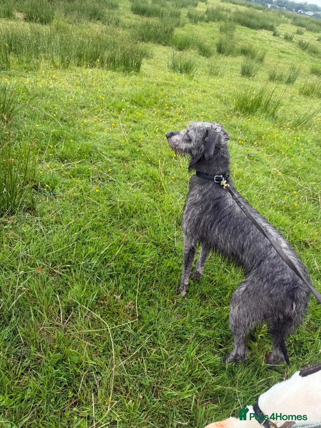 Mixed Breed dogs for stud: Bedlington x whippet - Advert 7