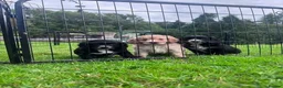 Cocker Spaniel dogs for sale: Outstanding KC Cocker Spaniel Pups legally docked. - Advert 7
