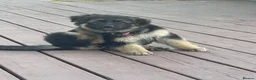German Shepherd dogs for sale: Five German shepherd ready now in Liverpool - Advert 2