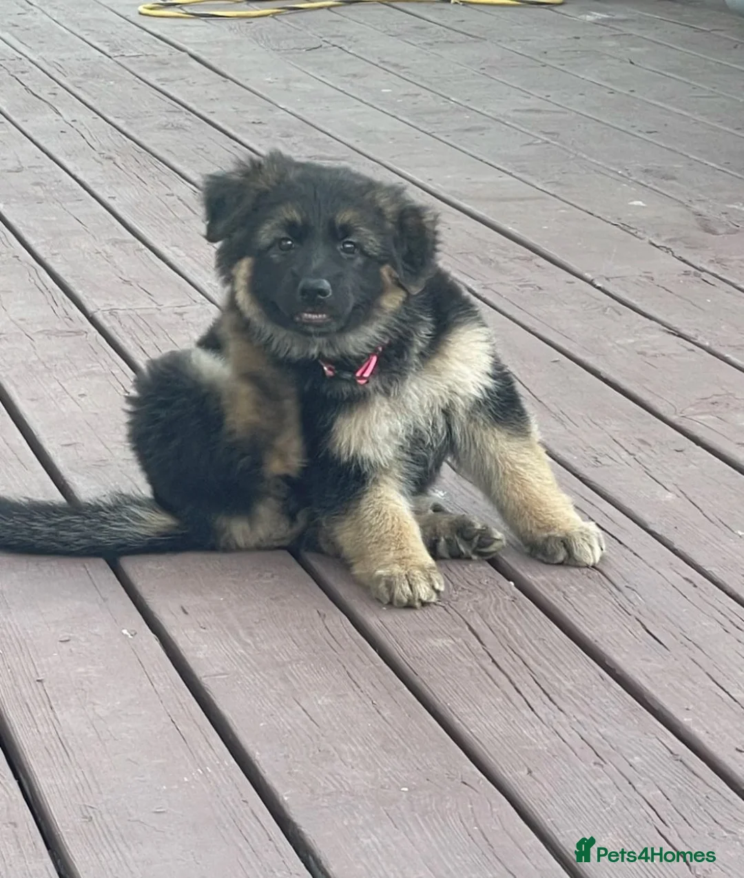 German Shepherd dogs for sale: Five German shepherd ready now in Liverpool - Advert 2