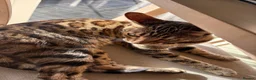 Bengal cats for sale:  **  Bengal and Tabby for free in Harrow - Advert 9