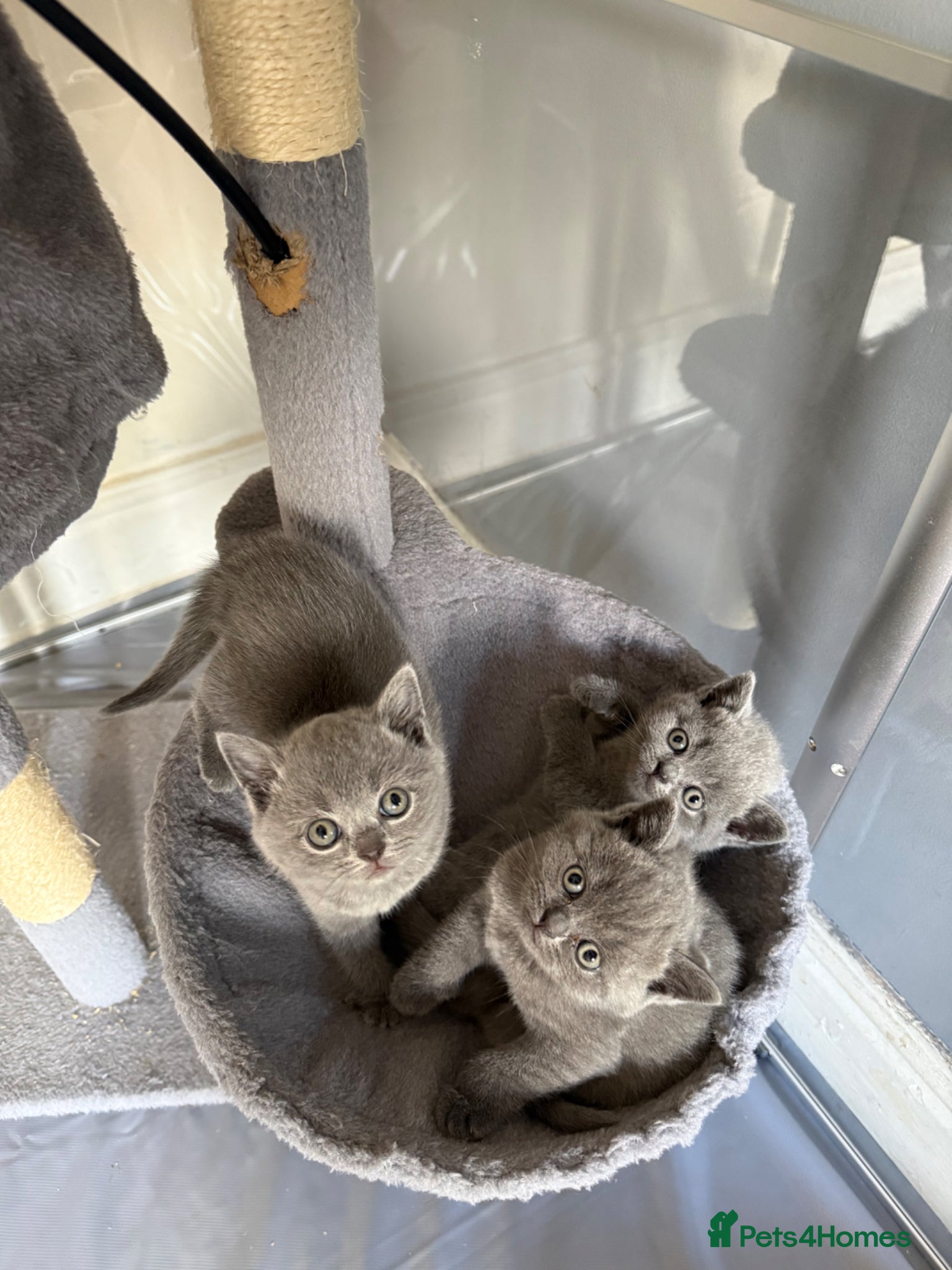 British Shorthair cats Stunning Litter of GCCF British Shorthairs - Advert 1