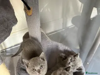 British Shorthair cats Stunning Litter of GCCF British Shorthairs - Advert 1