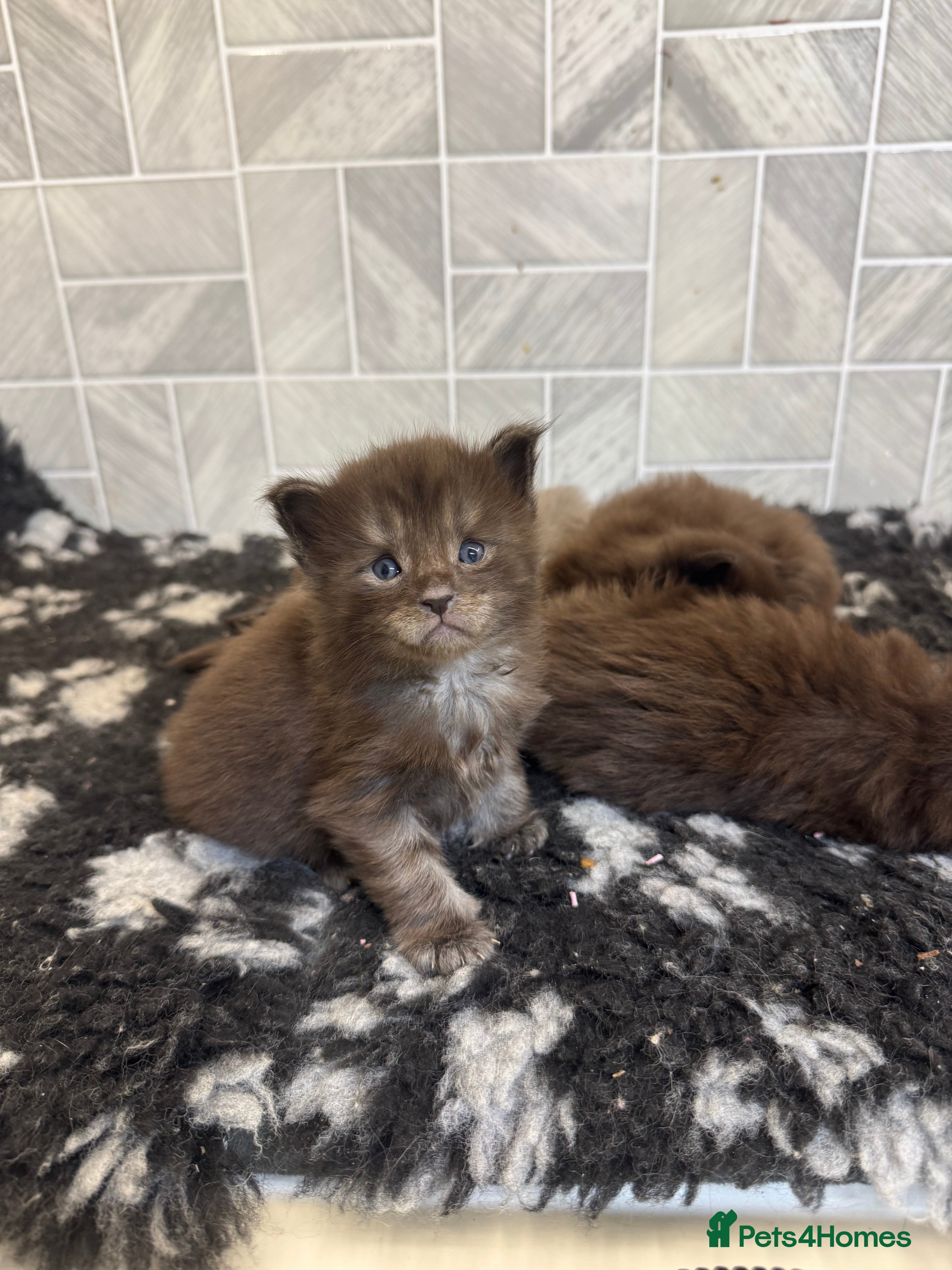 Maine Coon cats Black Smoke & Blue Smoke Maine Coon Kittens - Advert 6