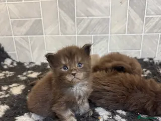 Maine Coon cats Black Smoke & Blue Smoke Maine Coon Kittens - Advert 6