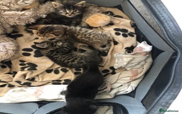 Bengal cats for sale: Kittens for sale  in Maesteg - Image 9
