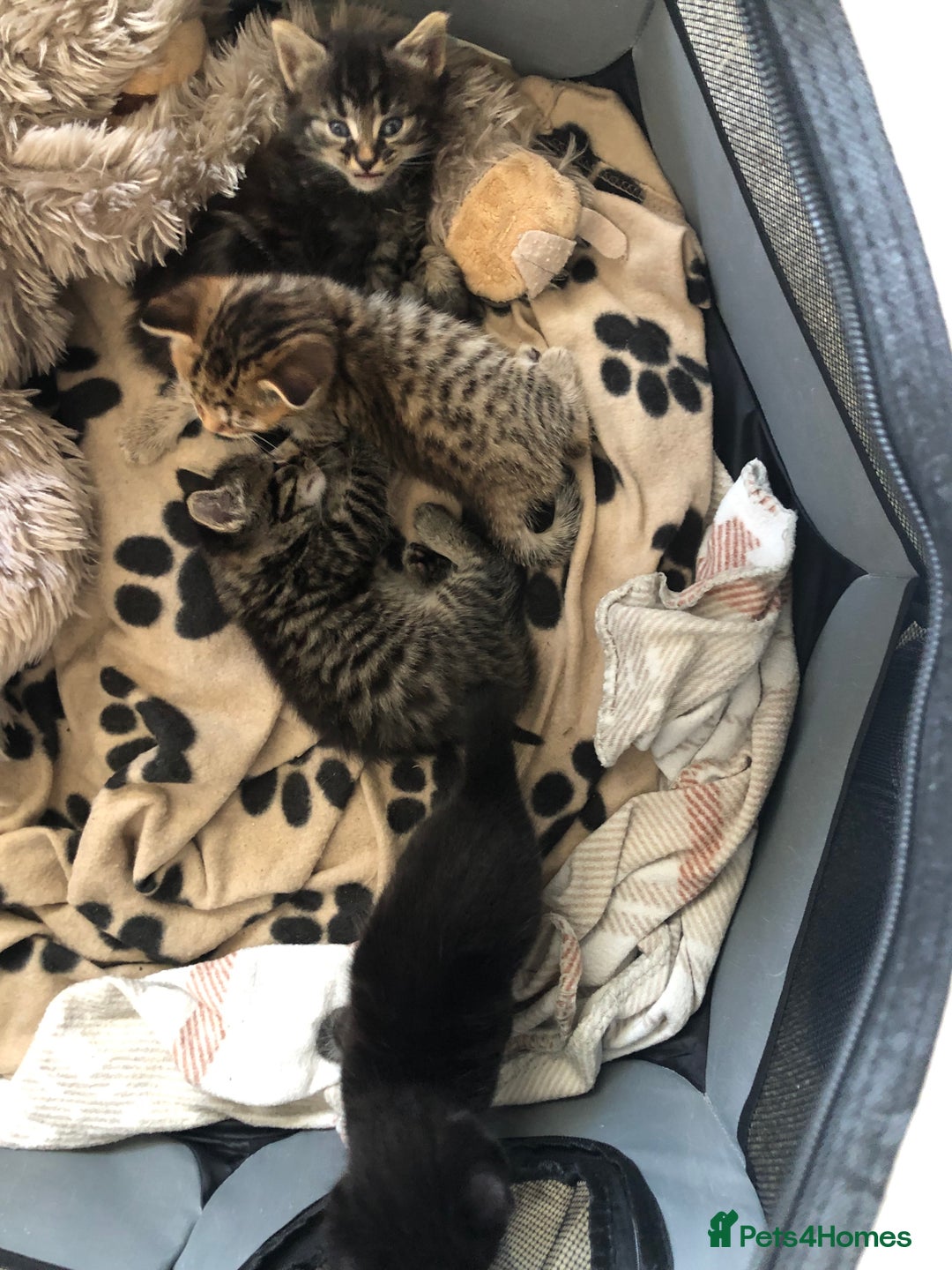 Bengal cats for sale: Kittens for sale  in Maesteg - Image 9