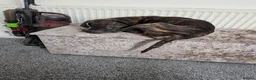 Mixed Breed dogs for sale: Reggie - Advert 3
