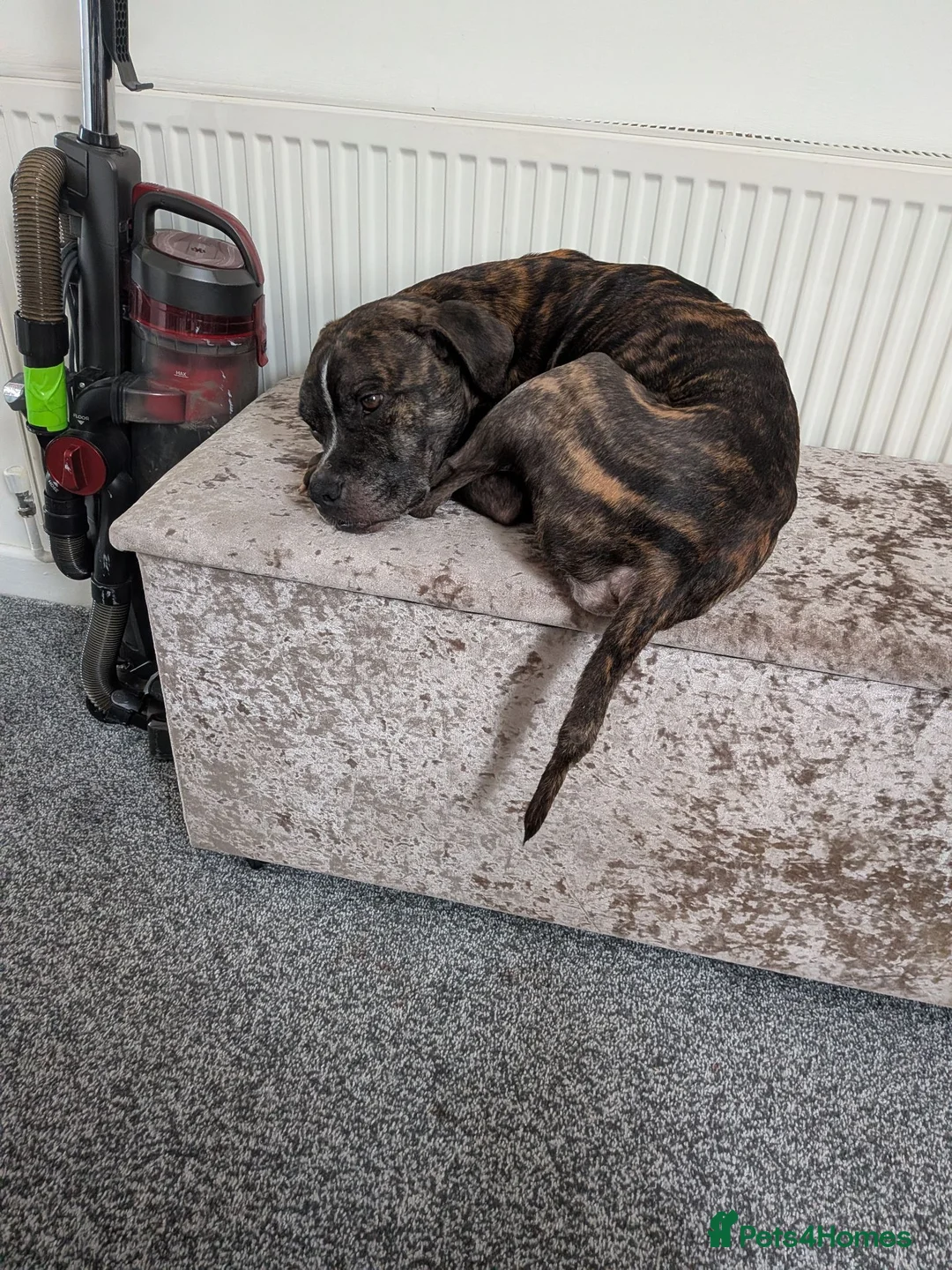 Mixed Breed dogs for sale: Reggie - Advert 3