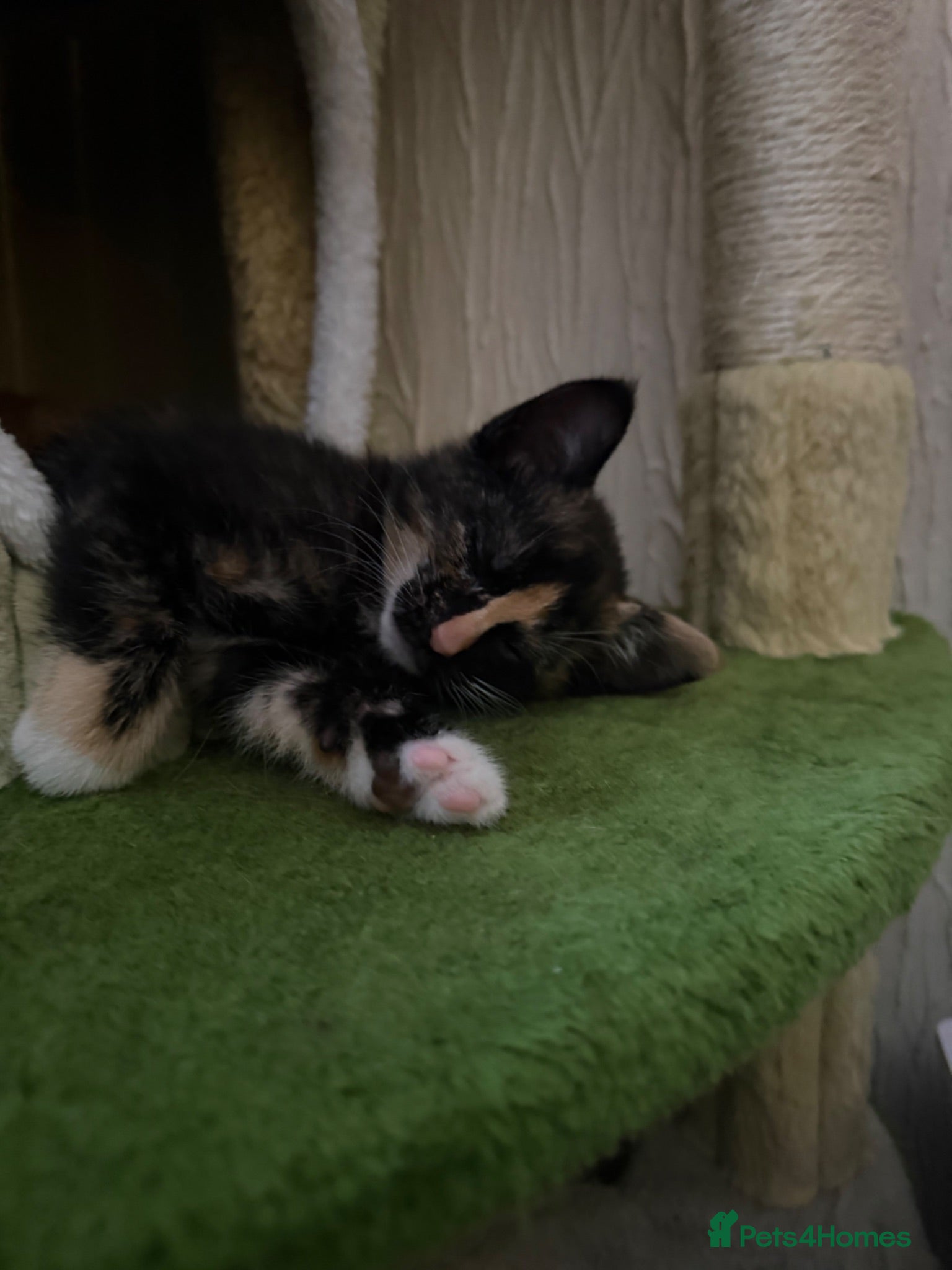 Mixed Breed cats Cookie Calico Kitten - Advert 2