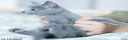 Russian Blue cats for sale: Adorable Russian Blue Kittens. - Advert 20
