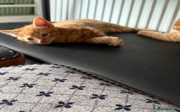 Maine Coon cats for sale: Beautiful mixed breed kittens  - Image 28