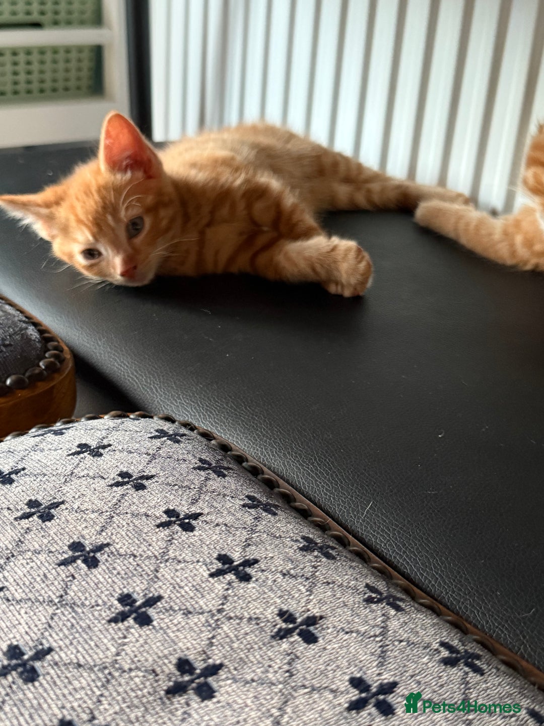 Maine Coon cats for sale: Beautiful mixed breed kittens  - Image 28