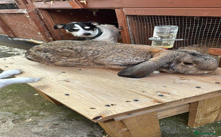 French Lop rabbits French lops  - Advert 1