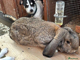French Lop rabbits French lops - Advert 4