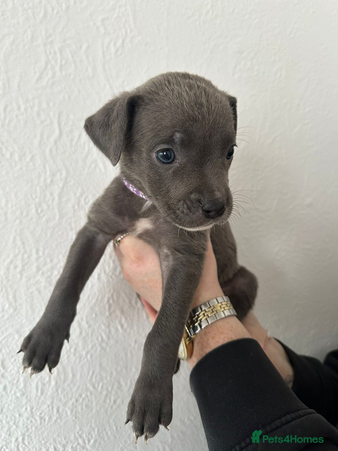 Mixed Breed dogs for sale: Cane corso x alpha blue bulldog puppies  - Advert 18