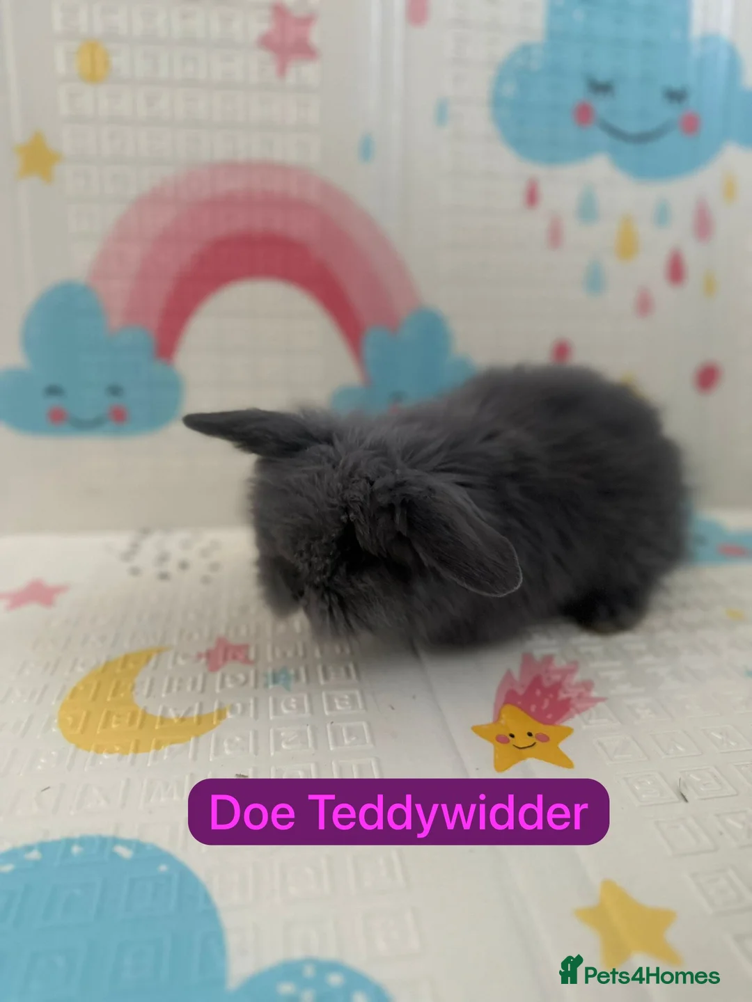 Mixed Breed rabbits for sale: Teddywidder in Witham - Advert 4