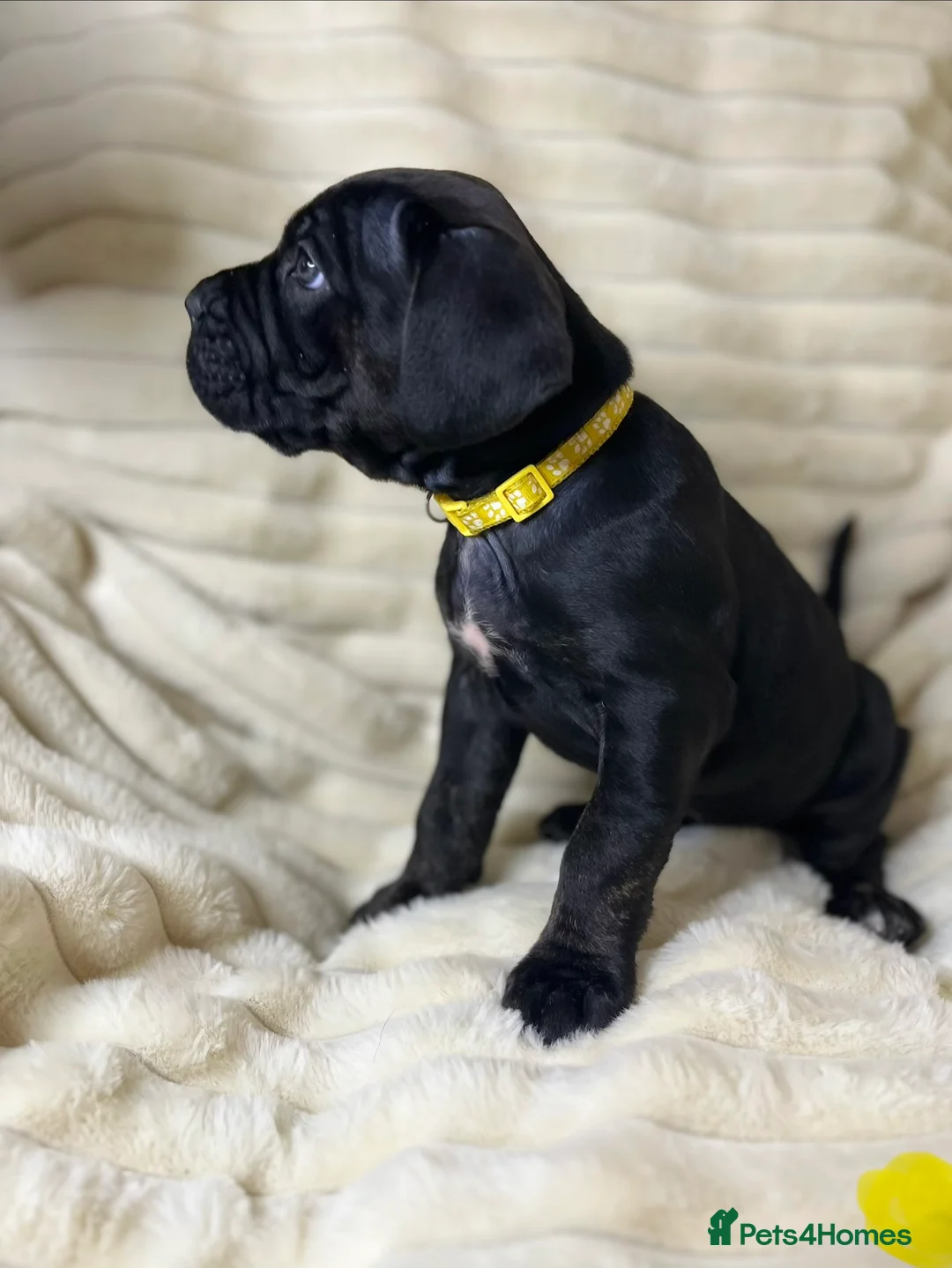 Cane Corso dogs for sale: Cane Corso Puppies  - Advert 16