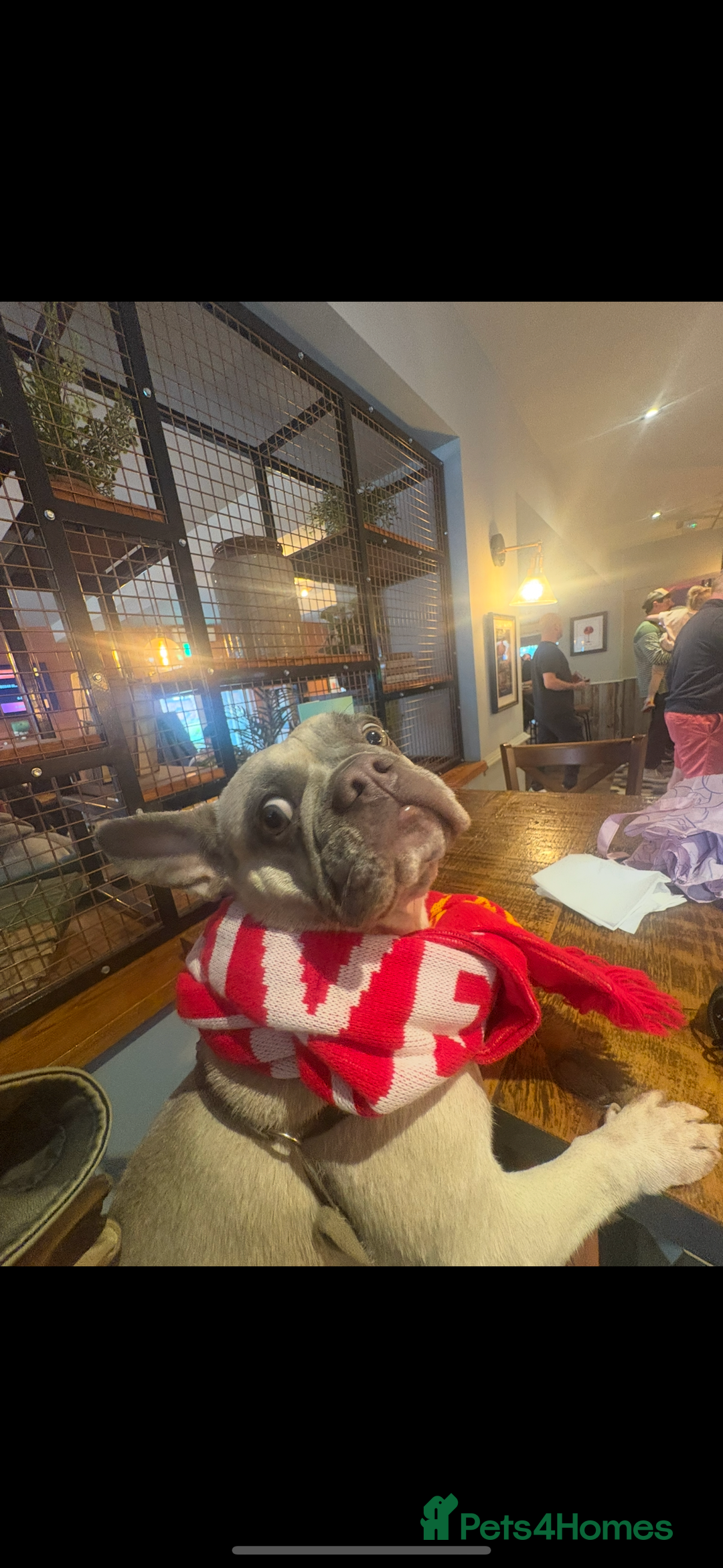 French Bulldog dogs for sale: Little Nala Bear looking for her New home  - Image 8