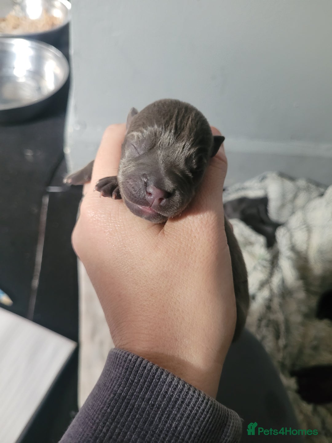 Mixed Breed dogs for sale: Staffie cross mastiff  - Image 6