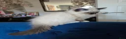 Ragdoll cats for sale: Registered/Pedigree/Stunning/Ragdolls  - Advert 9