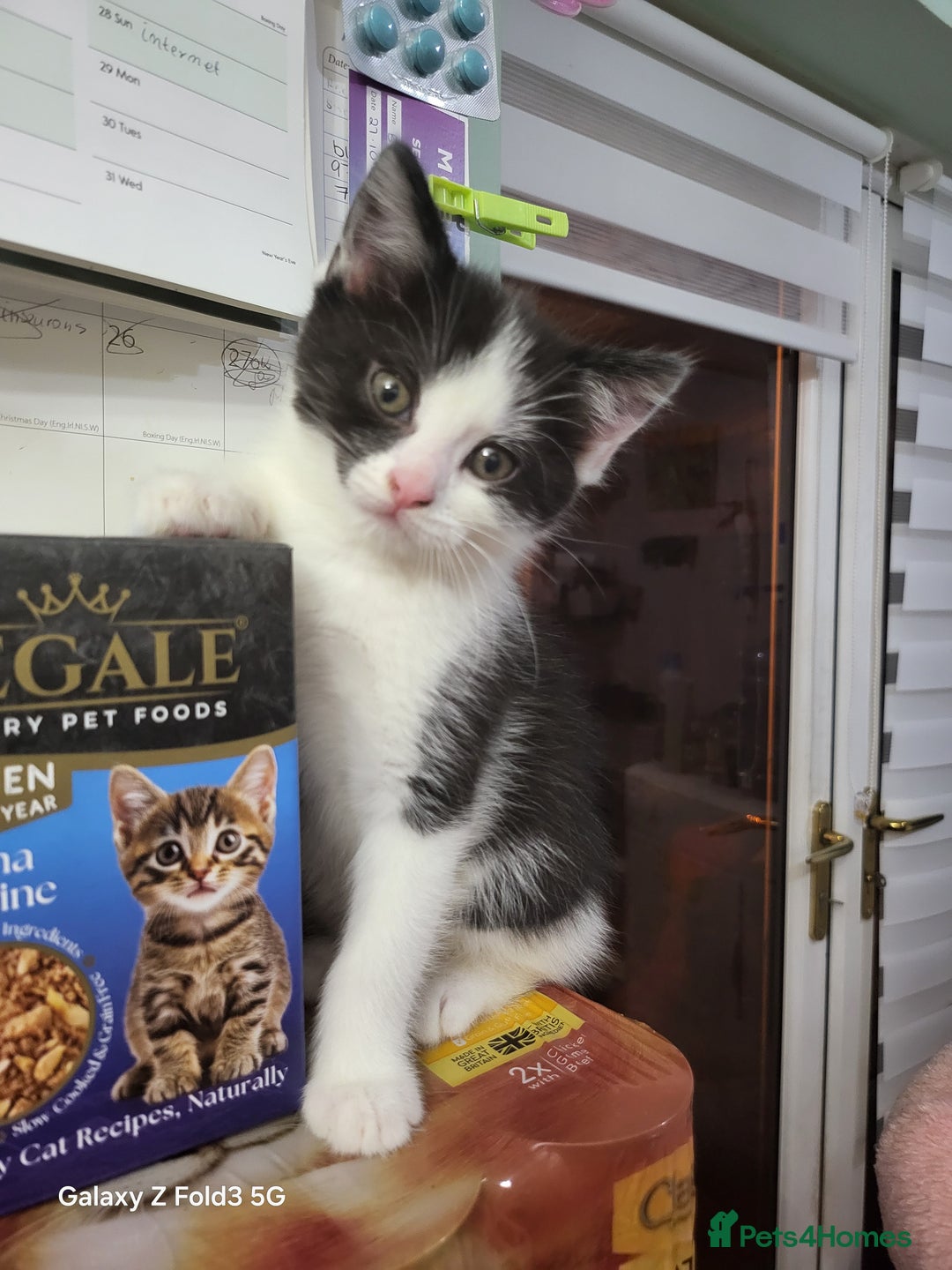 Mixed Breed cats for sale: Kittens  - Advert 3