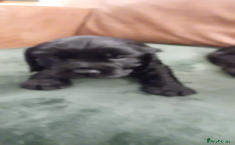Cocker Spaniel dogs - Advert 16